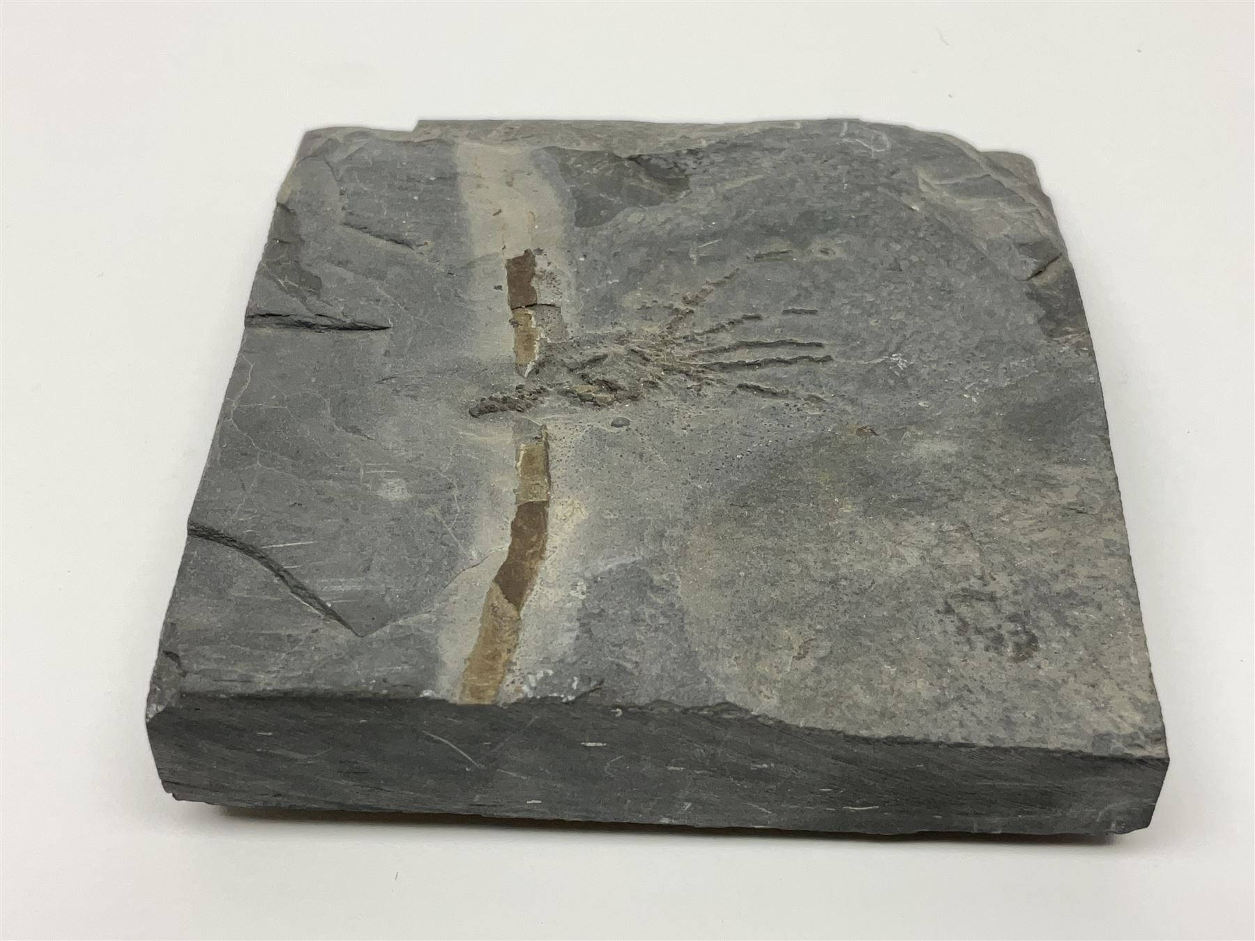 Two Crinoid slabs, age; Mississippian period, location; Gilmore City Formation, Iowa, largest slab H9cm, L10cm