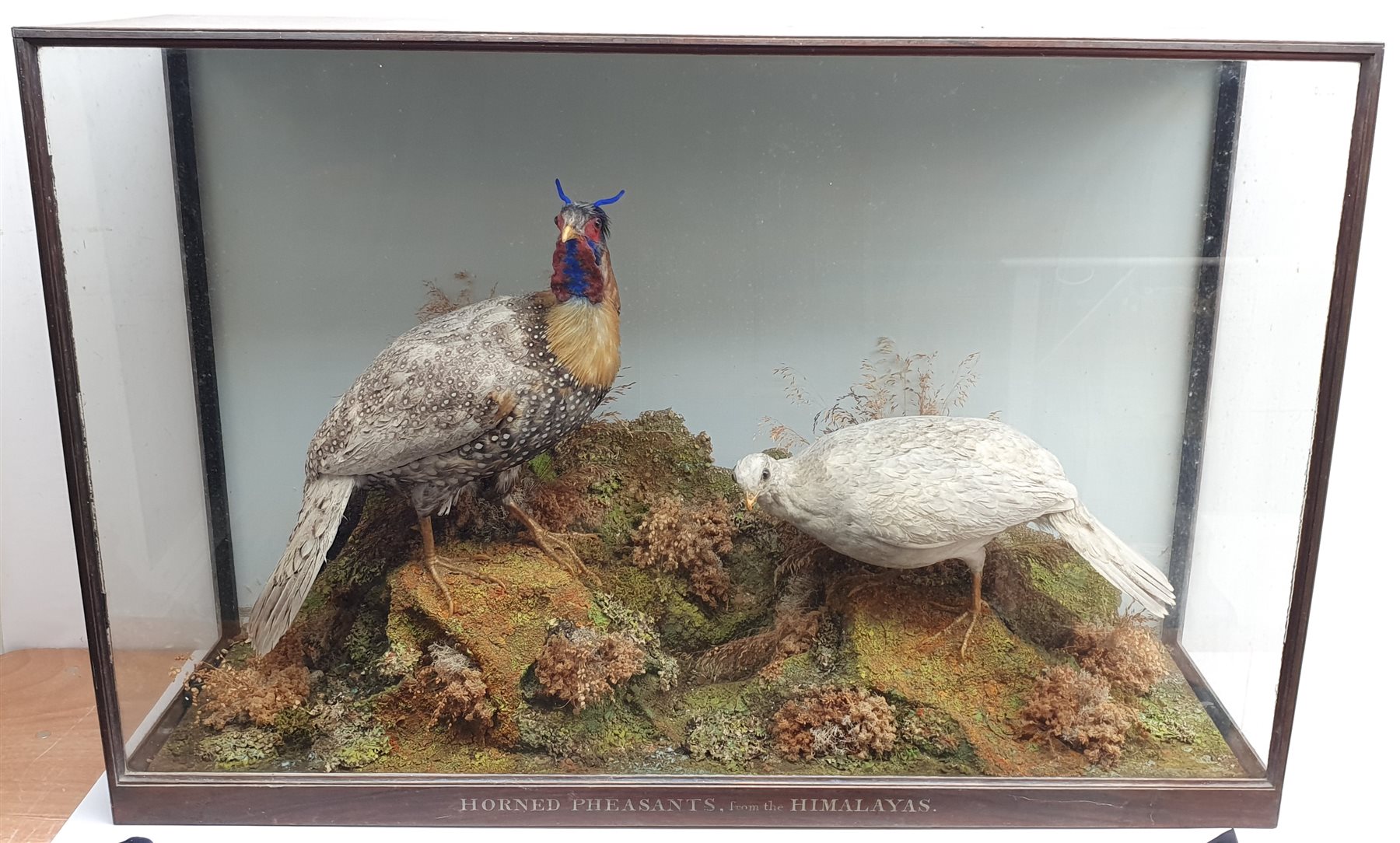 Taxidermy: Victorian cased pair of  Cabot’s Tragopans (Tragopan caboti), hen and cock, in naturalistic setting, the rocky groundwork detailed with lichen and grasses, set against a painted pale blue backdrop, enclosed within a rosewood topped three pane display case, frame titled Horned Pheasants from the Himalayas, H74cm L111cm D31cm 