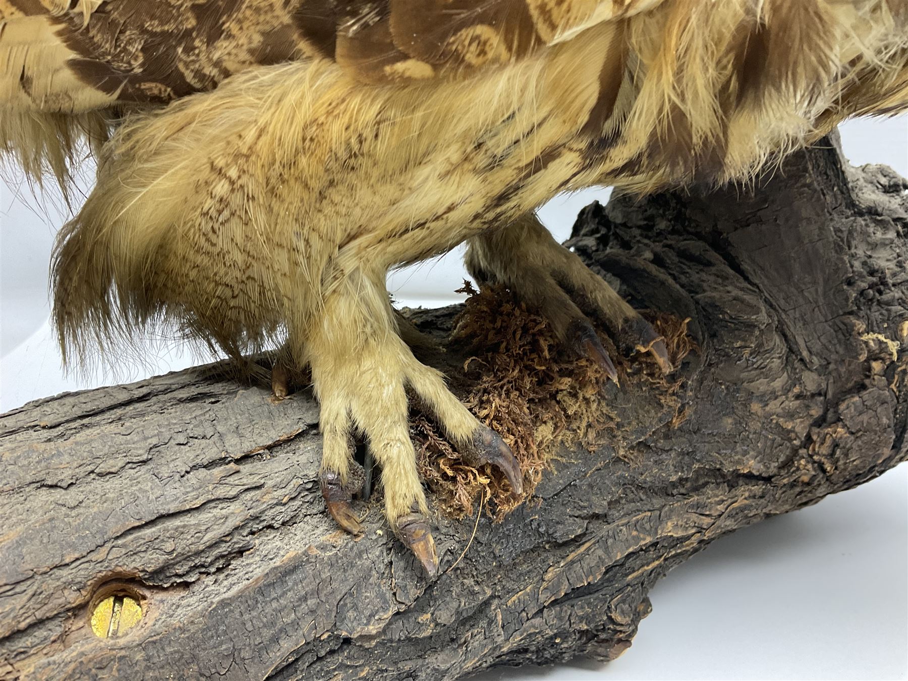 Taxidermy: Long-eared Owl (Asio otus), full adult mount upon a cut tree branch, together with European Sparrowhawk (Accipiter nisus), full adult mount, upon a branch in a naturalistic setting, owl H36cm 