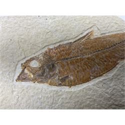 Three fossilised fish (Knightia alta) each in an individual matrix; age; Eocene period, location; Green River Formation, Wyoming, USA, largest matrix H13cm, L18cm