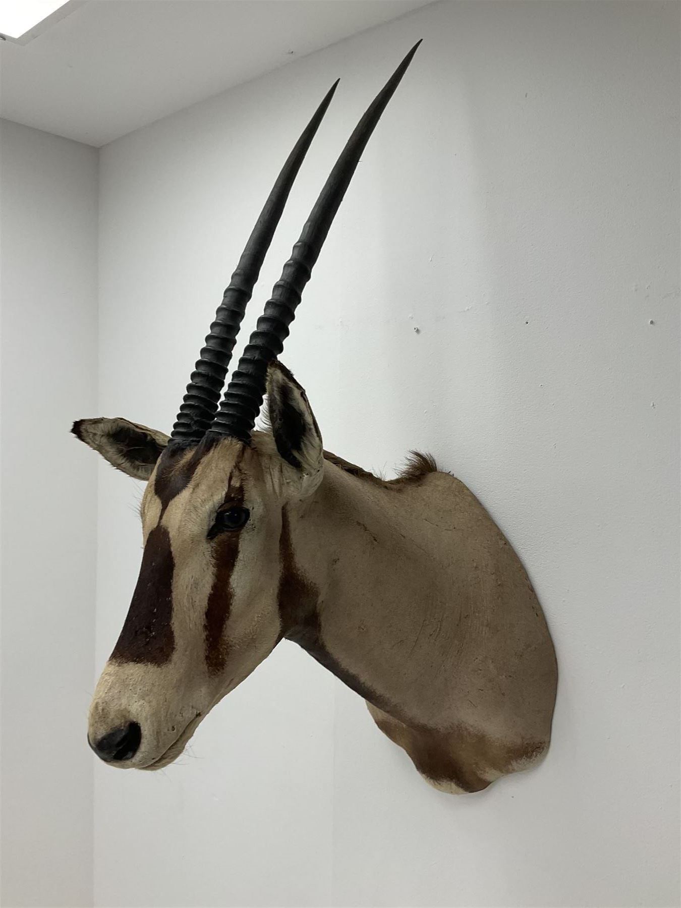 Taxidermy: Beisa Oryx (Oryx beisa beisa), adult male shoulder mount looking straight ahead, approximately H120cm