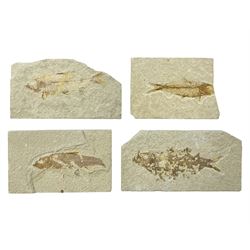  Four fossilised fish (Knightia alta) each in an individual matrix, age; Eocene period, location; Green River Formation, Wyoming, USA, largest matrix H6cm, L11cm