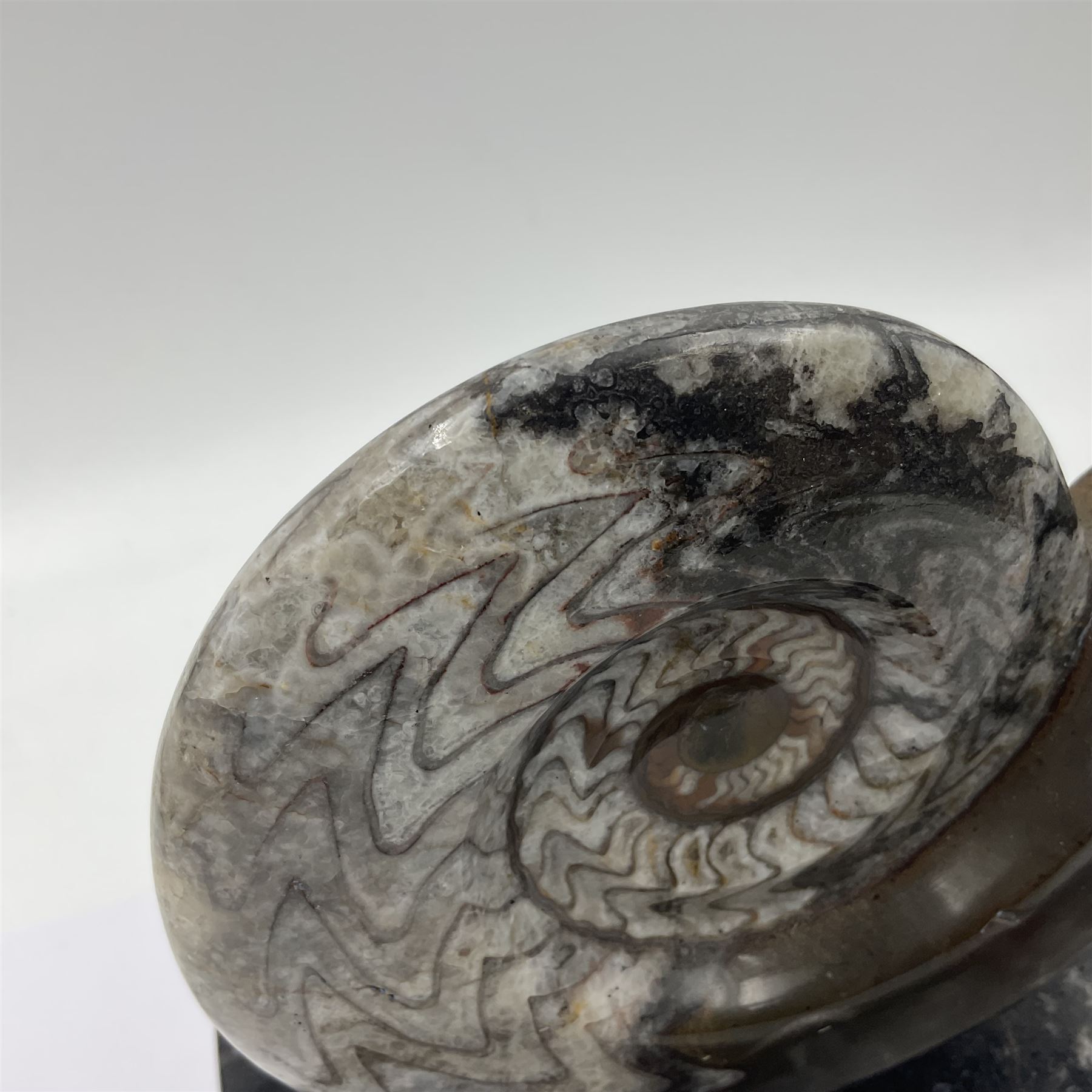 Goninite sculpture, poslised goninite, mounted upon a rectangular marble base with with orthoceras and goniatite inclusions, age: Devonian period, location: Morocco, H20cm