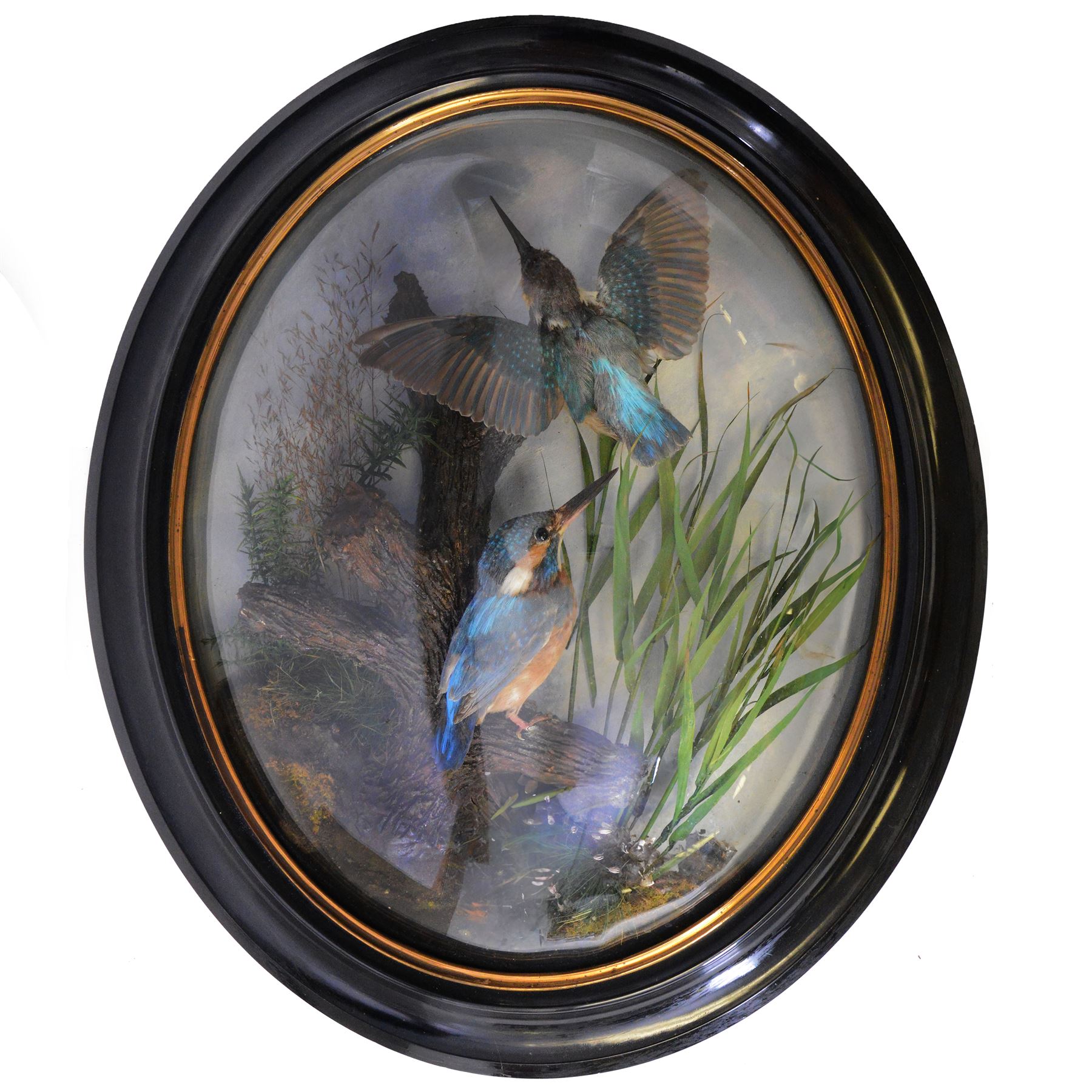 Taxidermy: Pair of Victorian wall mounted kingfisher (Alcedinidae) dioramas by Allen & Co, York, each with two Kingfishers in a naturalistic setting upon a pained back drop, behind convex glass with an ebonised oval frame, with taxidermist paper label verso detailed E Allen & Co No 20 Stonegate York, H58cm