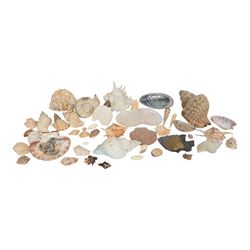 Conchology: large collection of world seashells and coral, including Cowrie shells, marble...