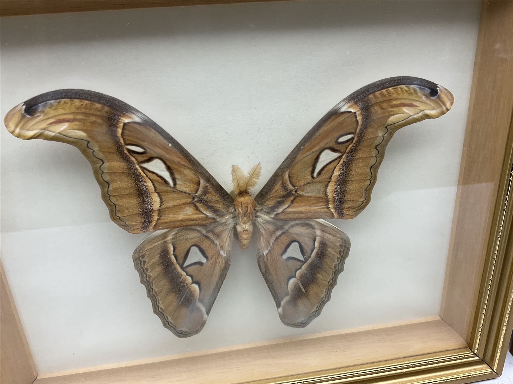 Entomology: Twelve framed displays contain thirteen specimens of tropical moths and butterflies, each mounted within gilt wall hanging picture frames of various sizes, specimens including Morpho Godarti, Caligo idomeneus, Cisseis morpho, Cathosia biblis etc, largest L35cm W30cm 