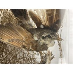 Taxidermy; large Victorian domed taxidermy diorama study of birds, with seventeen specimens including Ring Necked Parakeet, Blue Winged Warbler and Blackbird, the glass dome upon an ebonised wooden base, H77cm, W44cm