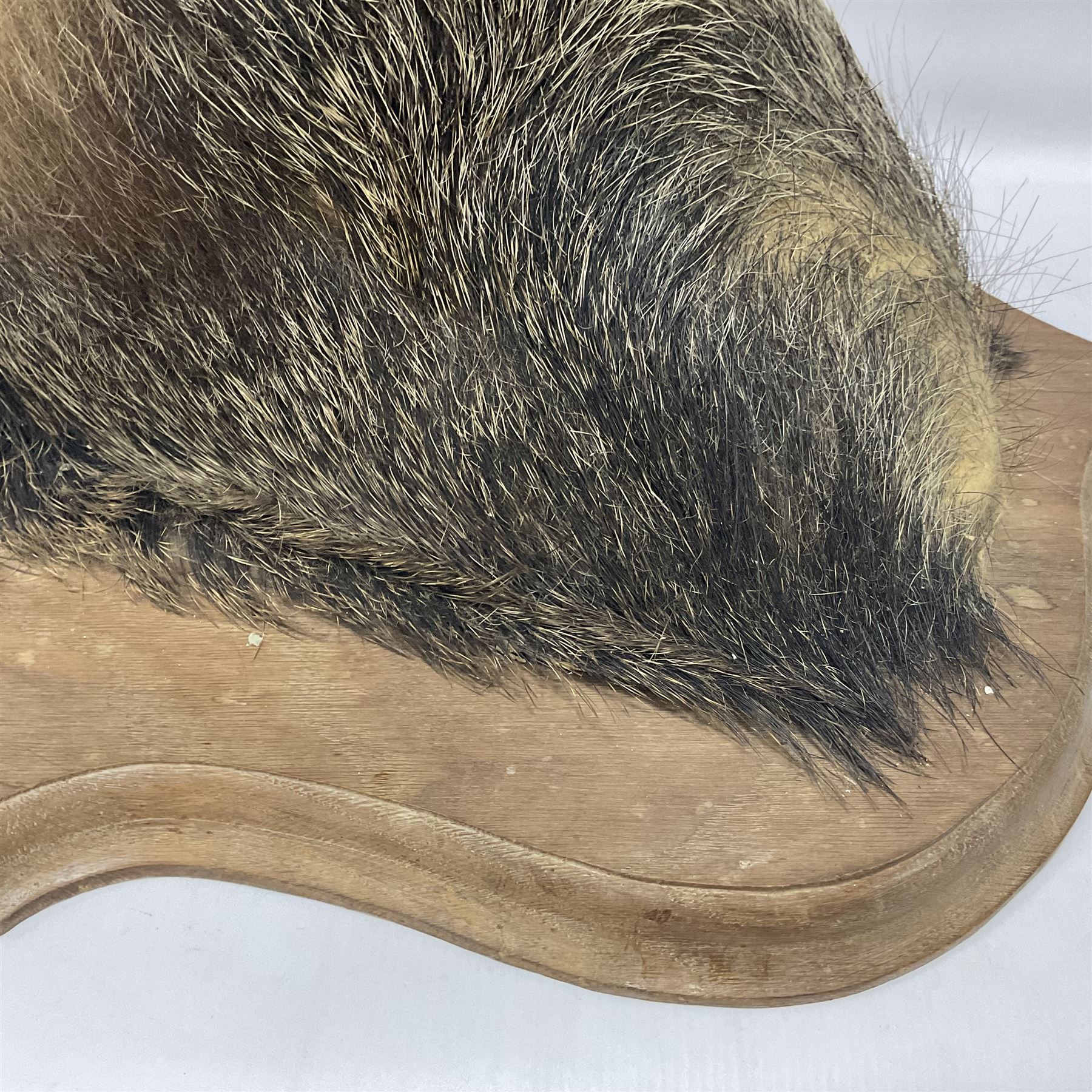 Taxidermy: European Wild Boar (Sus scrofa), adult male shoulder mount looking straight ahead mouth agape, mounted upon a wooden shield, D52cm