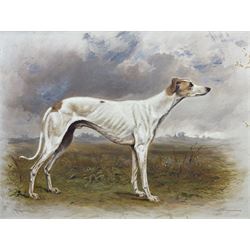Hannah H Kent (British late 19th century): ‘Marquis of Lorne’ Greyhound Portrait, oil on board signed, titled on mount 33cm x 43cm 