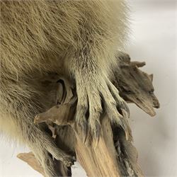 Taxidermy: Alpine Marmot (Marmota marmota), full adult mount stood upon a wooden base, H29cm 