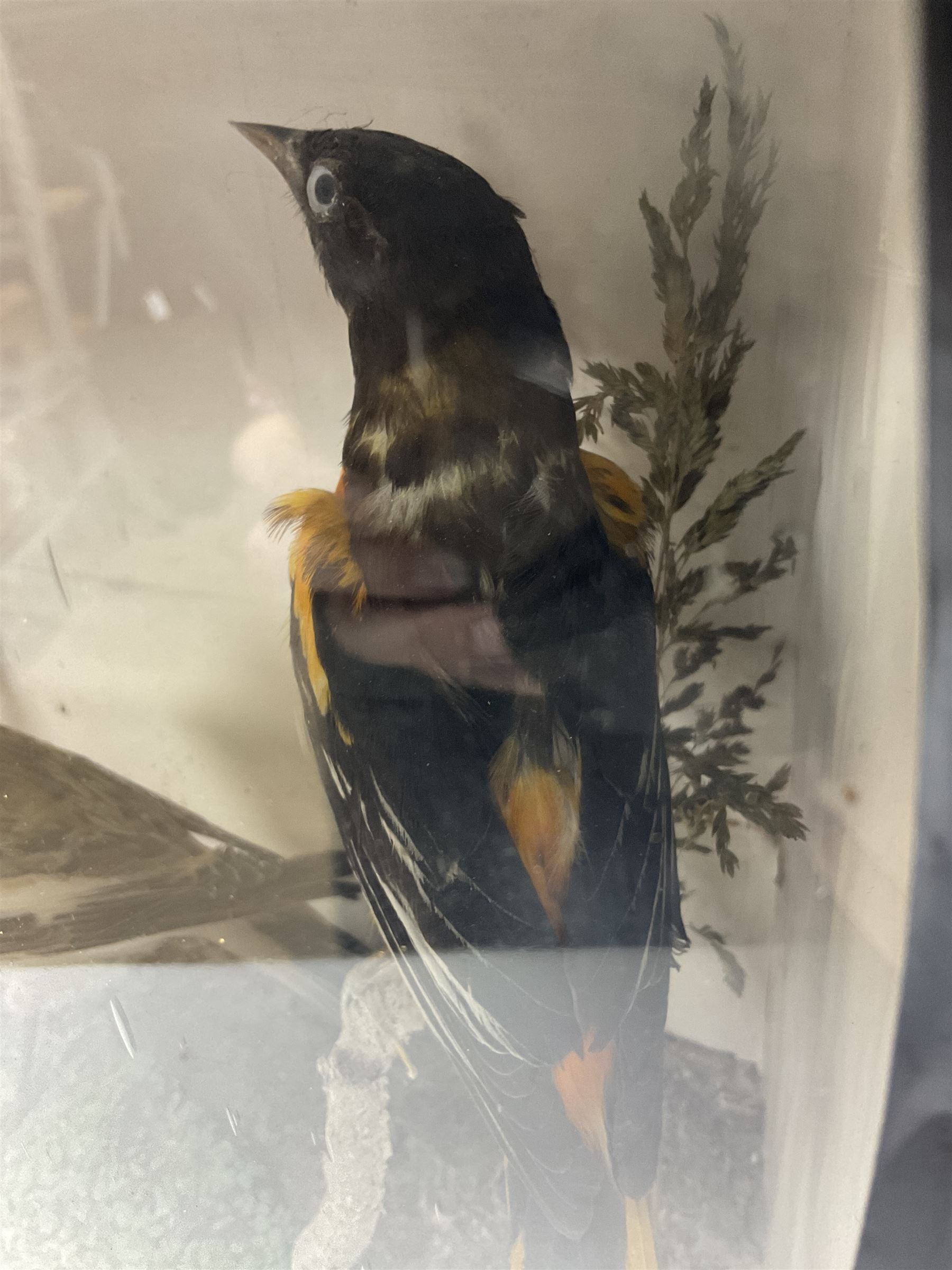 Taxidermy; Victorian cased display of birds, comprising Scarlet Tanager (Piranga olivacea), Campo Troupial (Icterus jamacaii) and Snow Bunting (Plectrophenax nivalis), amidst a naturalistic setting, encased within an ebonised single pane display case, H23cm, L35cm