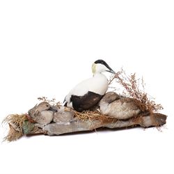 Taxidermy - Common Eider (Somateria Mollissima), full male and female adult mounts, togeth...