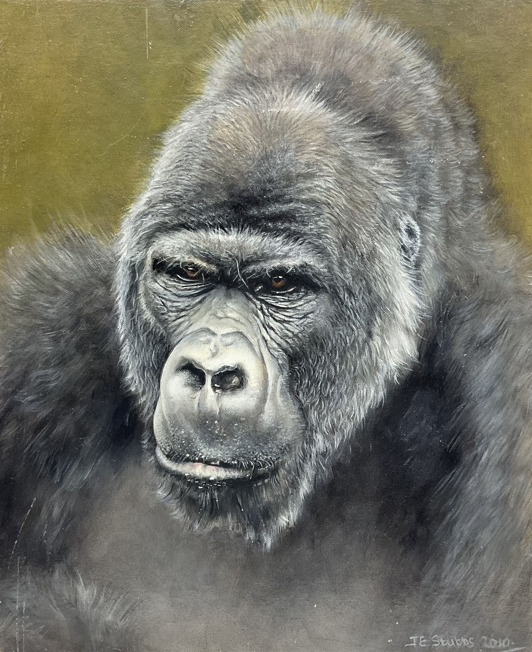 Janice Stubbs (British Contemporary): Silverback Gorilla, oil on canvas board signed and dated 2010, 56cm x 45.5cm (unframed)