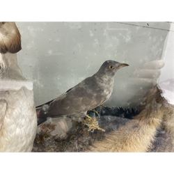Taxidermy: 19th century cased display Red Fox (Vulpes vulpes) with pray, weasels (Mustela), Great Crested Grebe (Podiceps cristatus), and other birds in a naturalistic setting against a painted backboard, encased within an ebonised three pane display case, H56cm D38cm W113cm