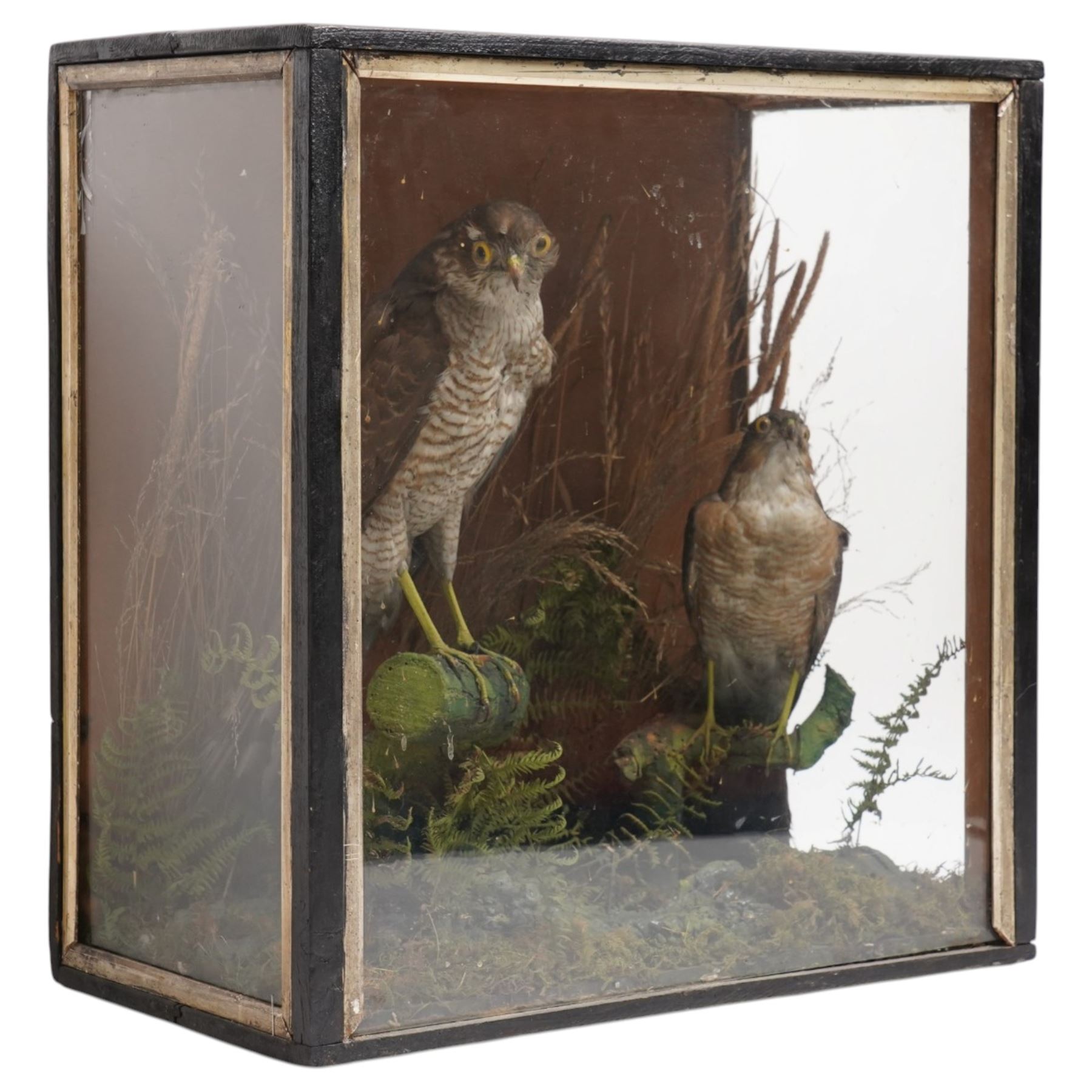Taxidermy - Victorian pair of Eurasian Sparrow Hawks (Accipiter Nisus), male and female full mounts, modelled upon a naturalistic setting, within an ebonised display case