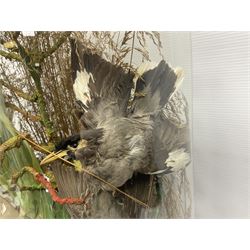 Taxidermy; large Victorian domed taxidermy diorama study of birds, with seventeen specimens including Ring Necked Parakeet, Blue Winged Warbler and Blackbird, the glass dome upon an ebonised wooden base, H77cm, W44cm