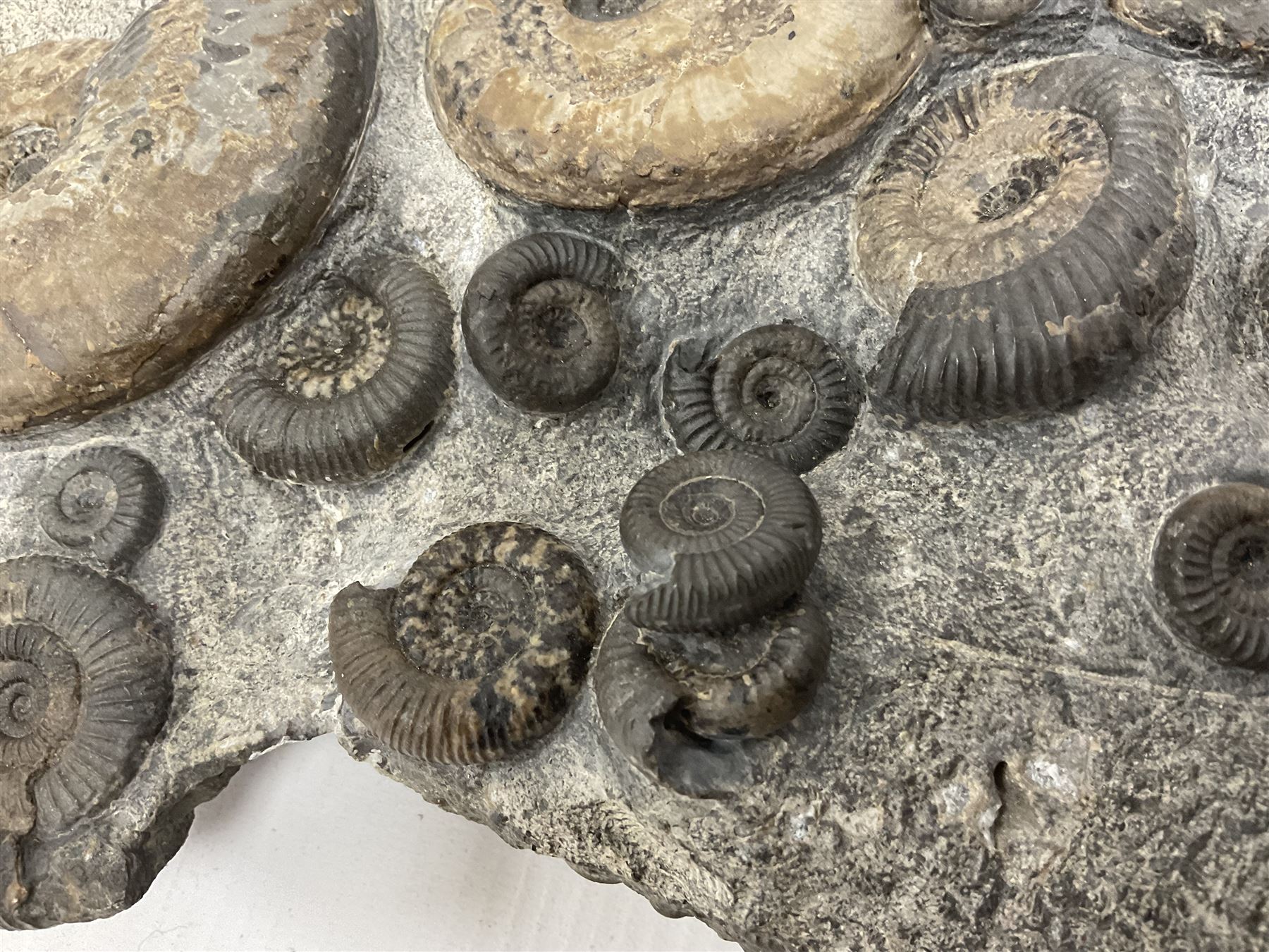 Ammonite multi-block fossil, comprising Dactylioceras and Eleganticeras, age; Jurassic period, location; Port MulGrave, Whitby, H31cm L22cm 