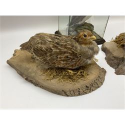 Taxidermy: Female green-winged teal duck (Anas carolinensis), on open display upon tree mount detailed with moss H15.5cm, together with gray partridge (Perdix perdix), on open display upon tree mount detailed with moss, H16cm and a cased young guillemot, standing on a naturalistic base, encased within a five pane display case, H27cm. 