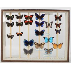 Entomology; British Natural History Museum wartime cabinets with eight double glazed draws with over two hundred butterfly specimens, including Lycaenidae, Dismorphia, Satyridae, Nymphalidae etc, The cabinets were used to house the entire collection of insects from the British Natural History Museum, which in turn were removed from the Museum to a safe place away from the London Blitz during World War Two, there were eight draws to each cabinet which had handles on the top for ease of lifting and transportation.They have adjustable corked wood slats so as to accommodate various size insects (Wing Spans etc), whilst keeping them in neat rows 