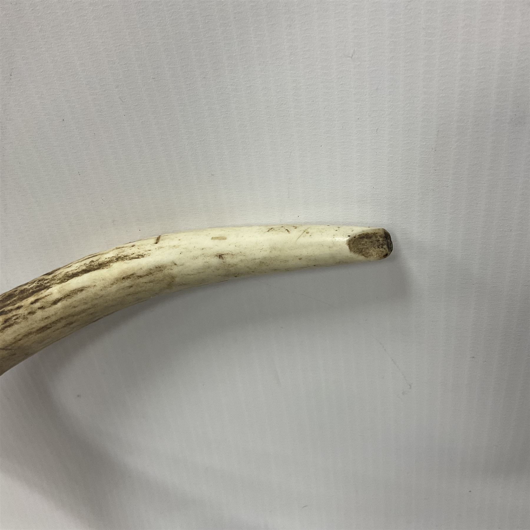 Taxidermy: Red Deer (Cervus elaphus), adult male imperial stag shoulder mount looking straight ahead, eleven point antlers, mounted upon a shaped wooden shield, D65cm