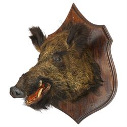 Taxidermy - Adult European wild boar head (Sus Scrofa) on wooden wall shield H72cm x W43cm x D53cm