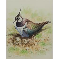 Peter Currington (British Contemporary): 'Lapwing at Nest', watercolour signed and dated '03, titled verso 34cm x 27cm
