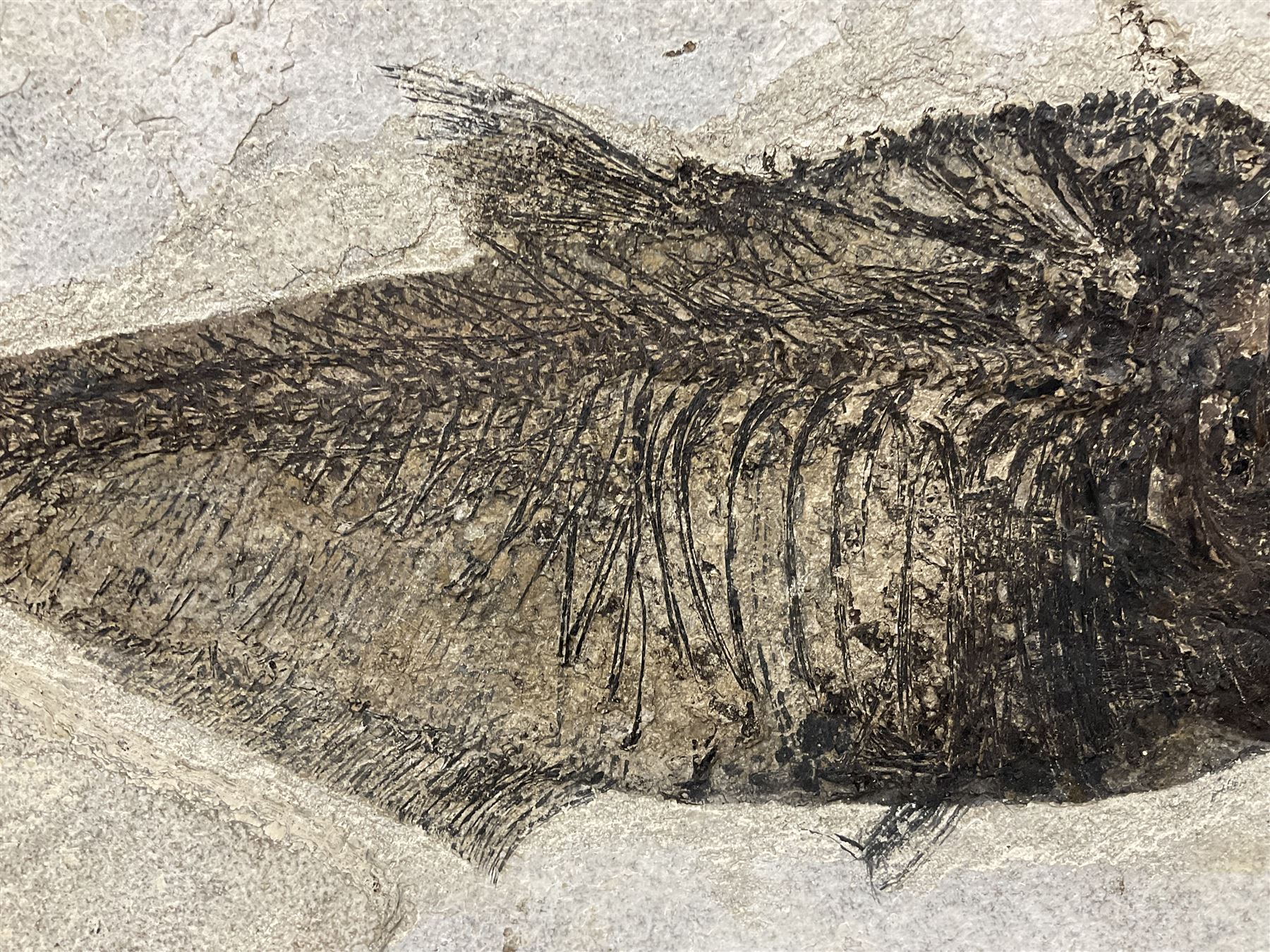 Large Fossilised fish in matrix (Knightia alta), age; Eocene period, location; Green River Formation, Wyoming, USA, in frame, fish L42cm, frame H49cm, L72cm