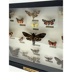 Entomology: Single glazed display of Moths of the British Isles, circa 20th century, single glazed display containing seventeen various specimens, including Death Head Hawk moth, Spurge Hawk moth, Crimson Underwing moth some with attached data labels, all pinned upon foam backing and named labels, enclosed within a glazed ebonised display case, H28cm, L38cm