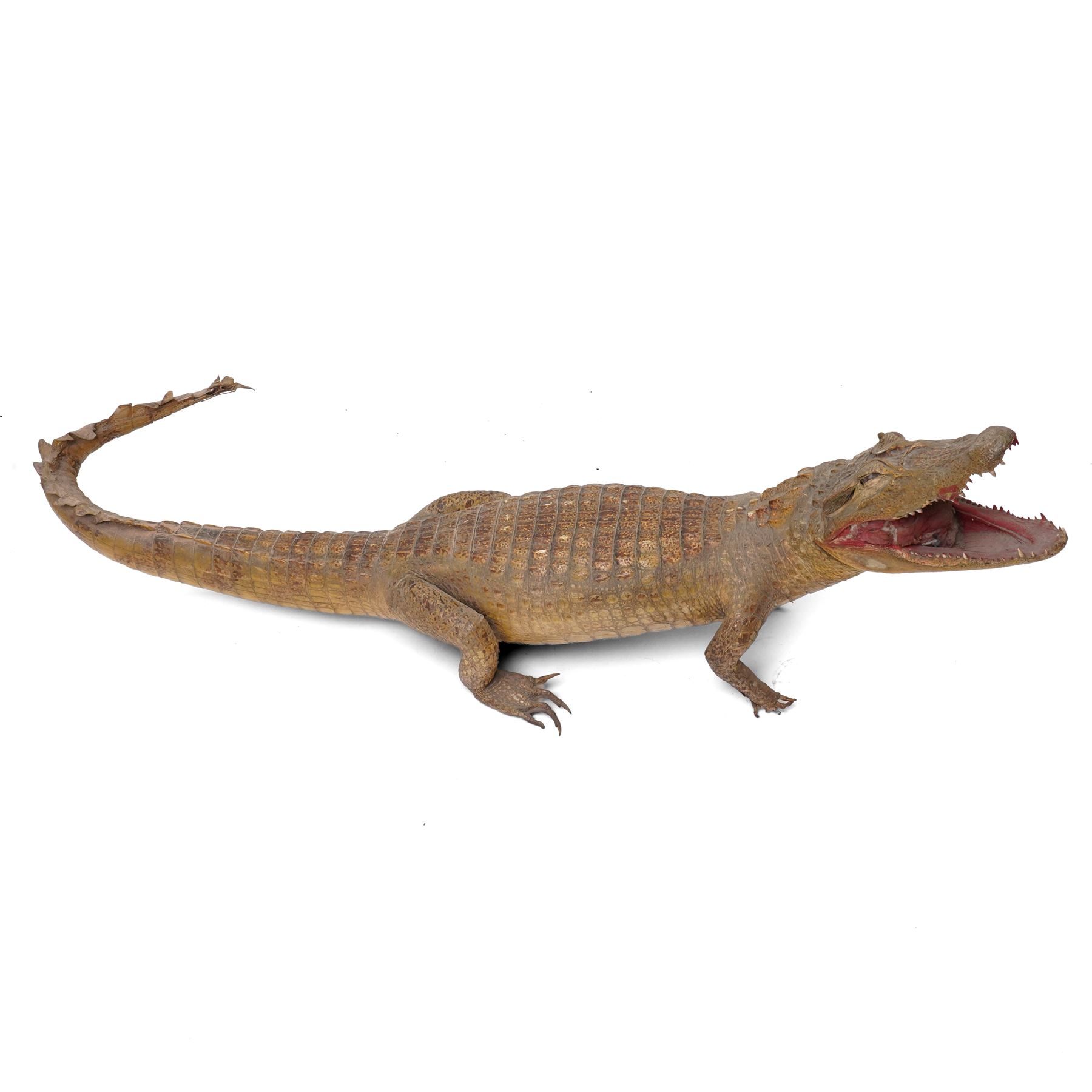 Taxidermy - Caiman Crocodile (Caiman Crocodilus), early 20th century full mount on open display, L90cm 