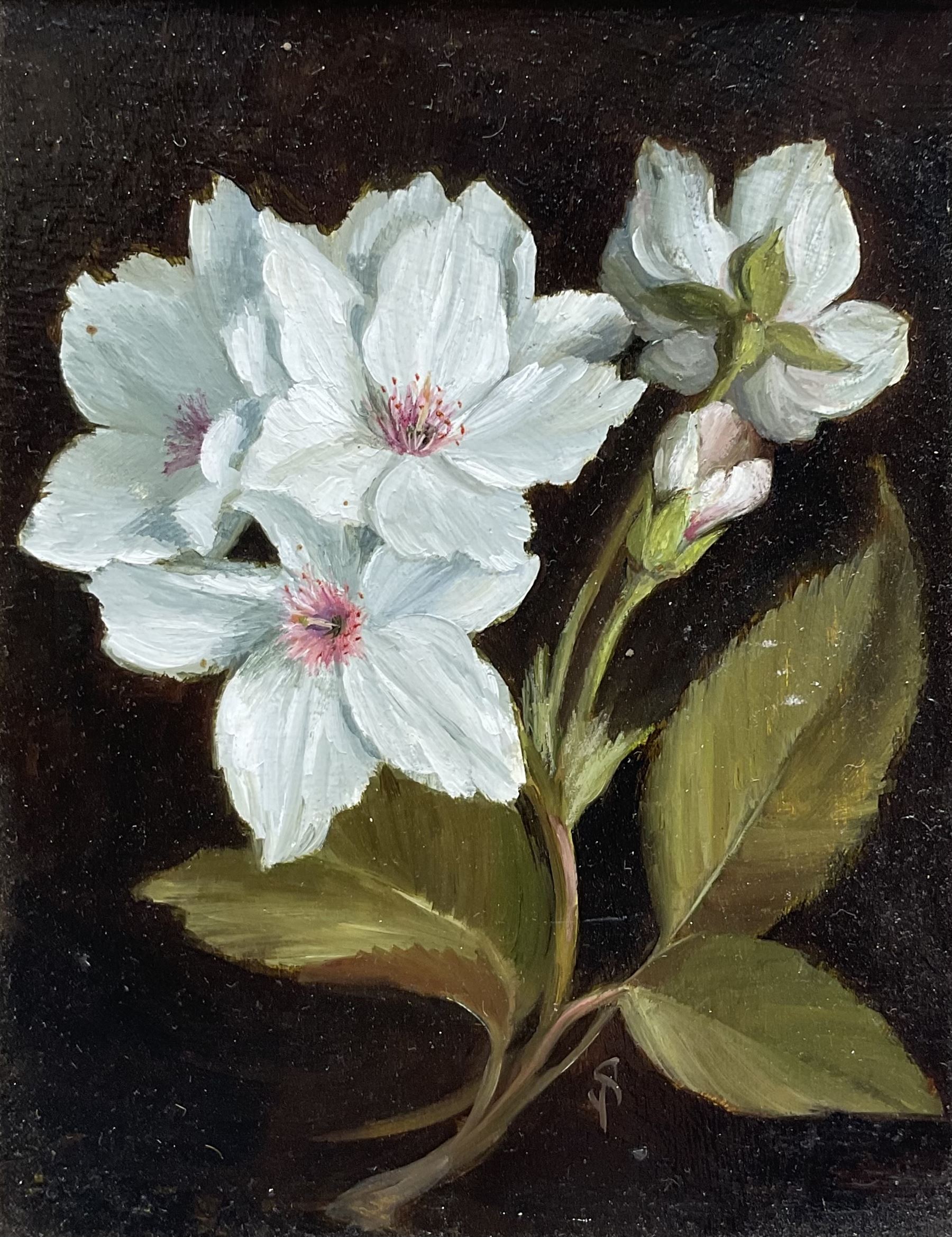 Susie Philipps (British Contemporary): Christmas Helebores, oil on board signed with monogram, artist's studio card verso 15cm x 12cm