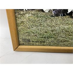 1970-1 photograph of West Ham United FC squad members, including Bobby Moore, Geoff Hurst, Harry Redknapp, Trevor Brooking, Jimmy Greaves, Billy Bonds etc, most players with signatures, 30 x 45cm, framed and glazed