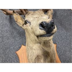 Taxidermy: Imperial Red Deer (Cervus elaphus), adult male imperial stag shoulder mount looking straight ahead, fourteen point antlers, mounted upon a shaped wooden shield, D58cm