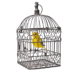 Taxidermy - Eurasian Golden Oriole (Oriolus oriolus), full adult mount in birdcage, H35cm
