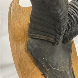 Antlers/Horns: Greater Kudu (Tragelaphus Strepsiceros), Pair of Kudu curved horns on partial skull, mounted on an oak shield, H120cm