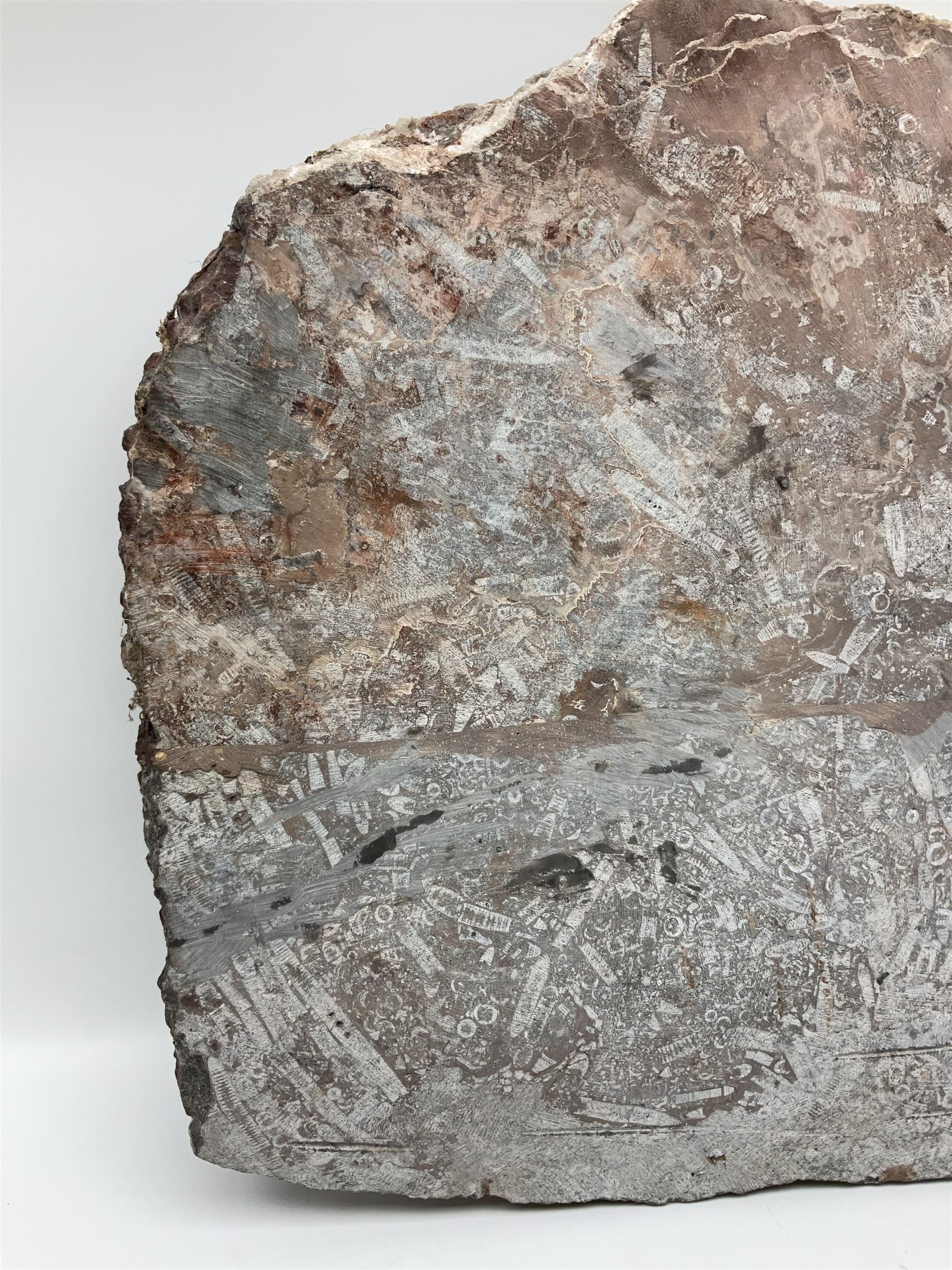 Crinoid sea bed plaque, with two crinoid specimens, probably Scyphocrinites elegans from the Silurian period, H39cm, L61cm