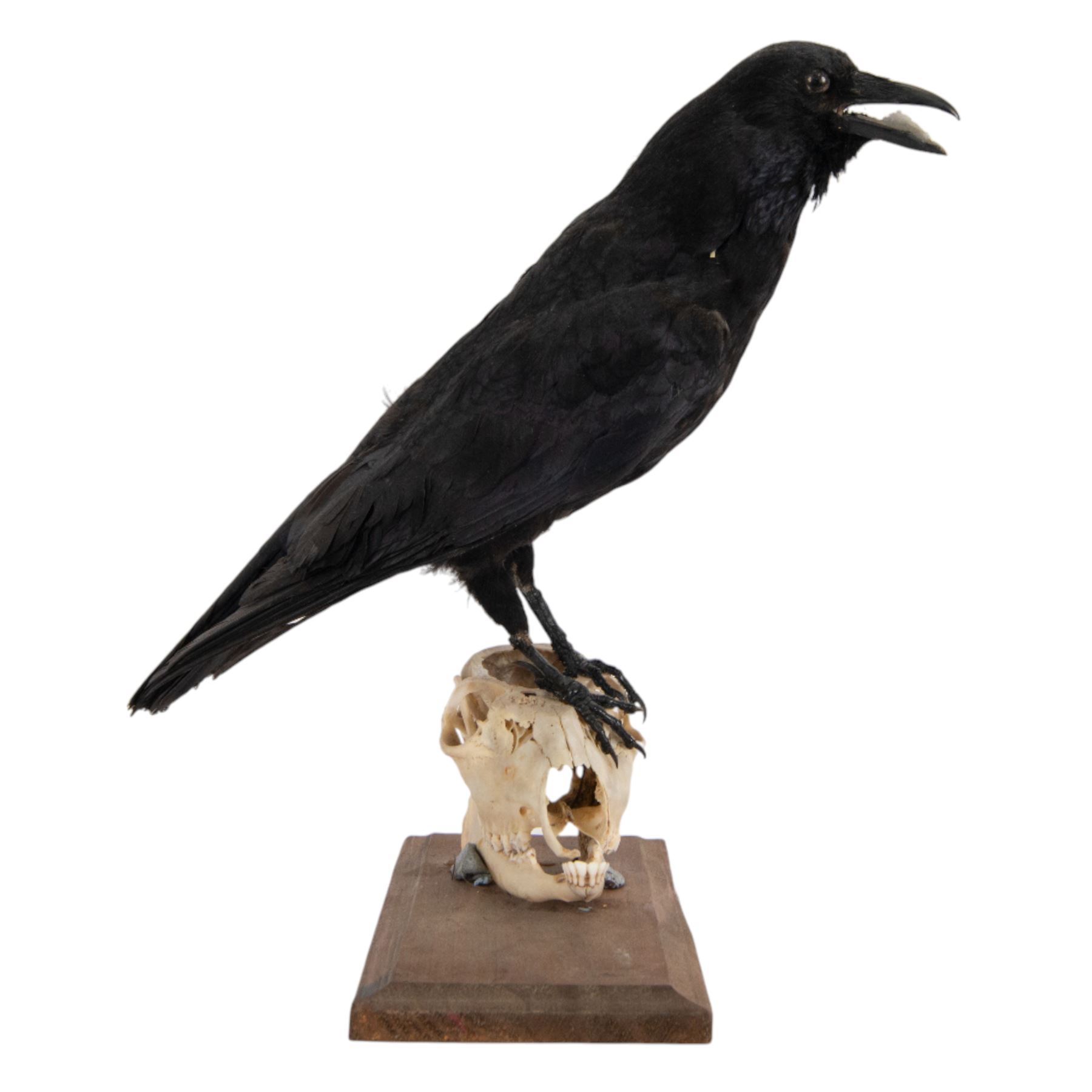 Taxidermy; Carrion Crow (Corvus corone), full adult mount perched upon a sheep skull upon a rectangular base, H39cm