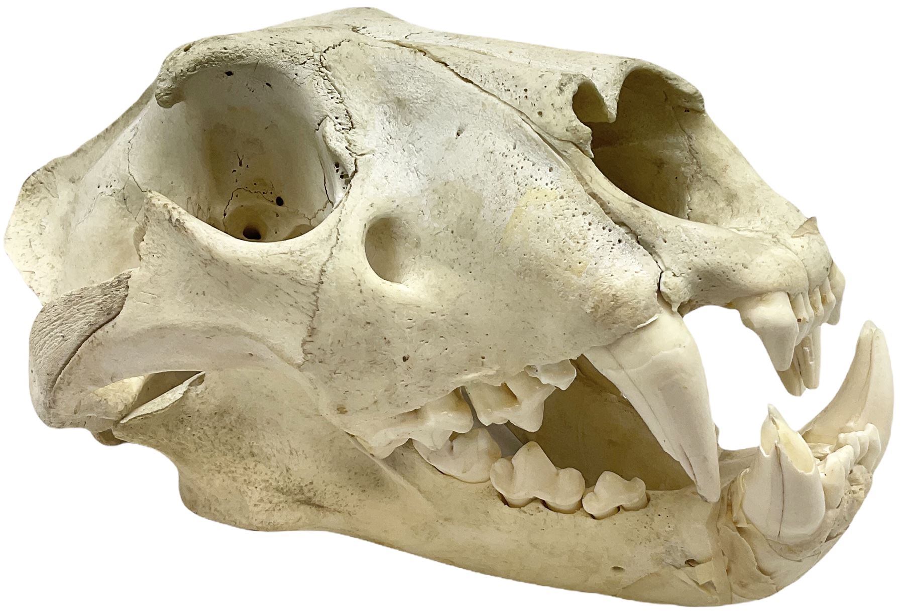 Taxidermy: Lion (Panthera leo), skull L34cm. 