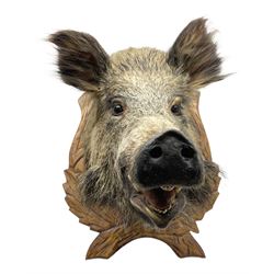 Taxidermy; European Wild Boar (Sus scrofa), adult shoulder mount looking straight ahead, with mouth agape, upon a carved wooden shield, H60cm