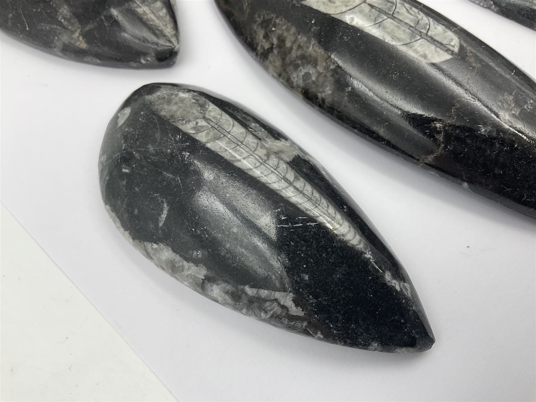 Ten individual polished orthoceras fossils, age; Devonian period, location; Morocco, largest L13cm, W4cm