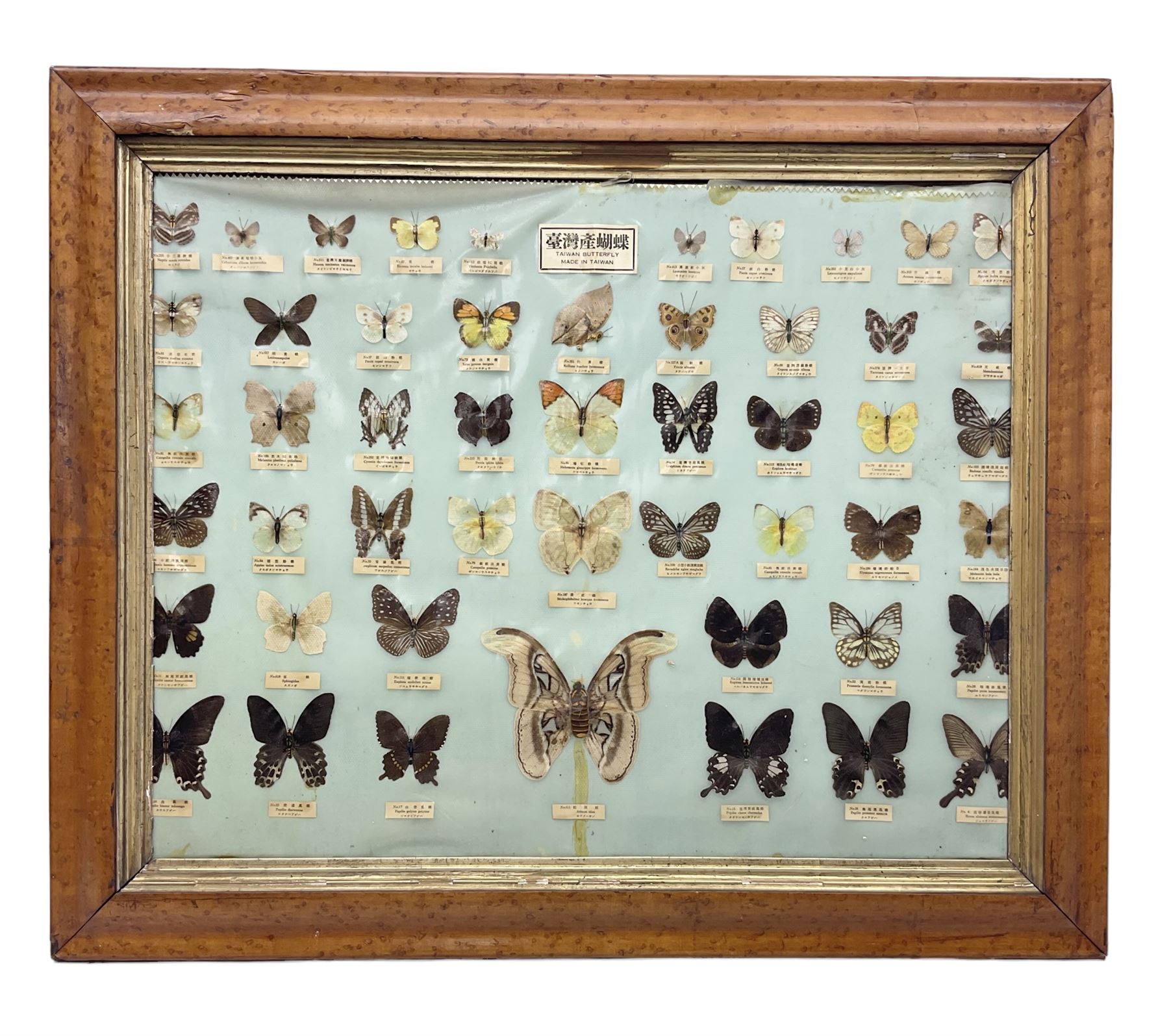 Taiwanese butterfly identification poster inscribed 
