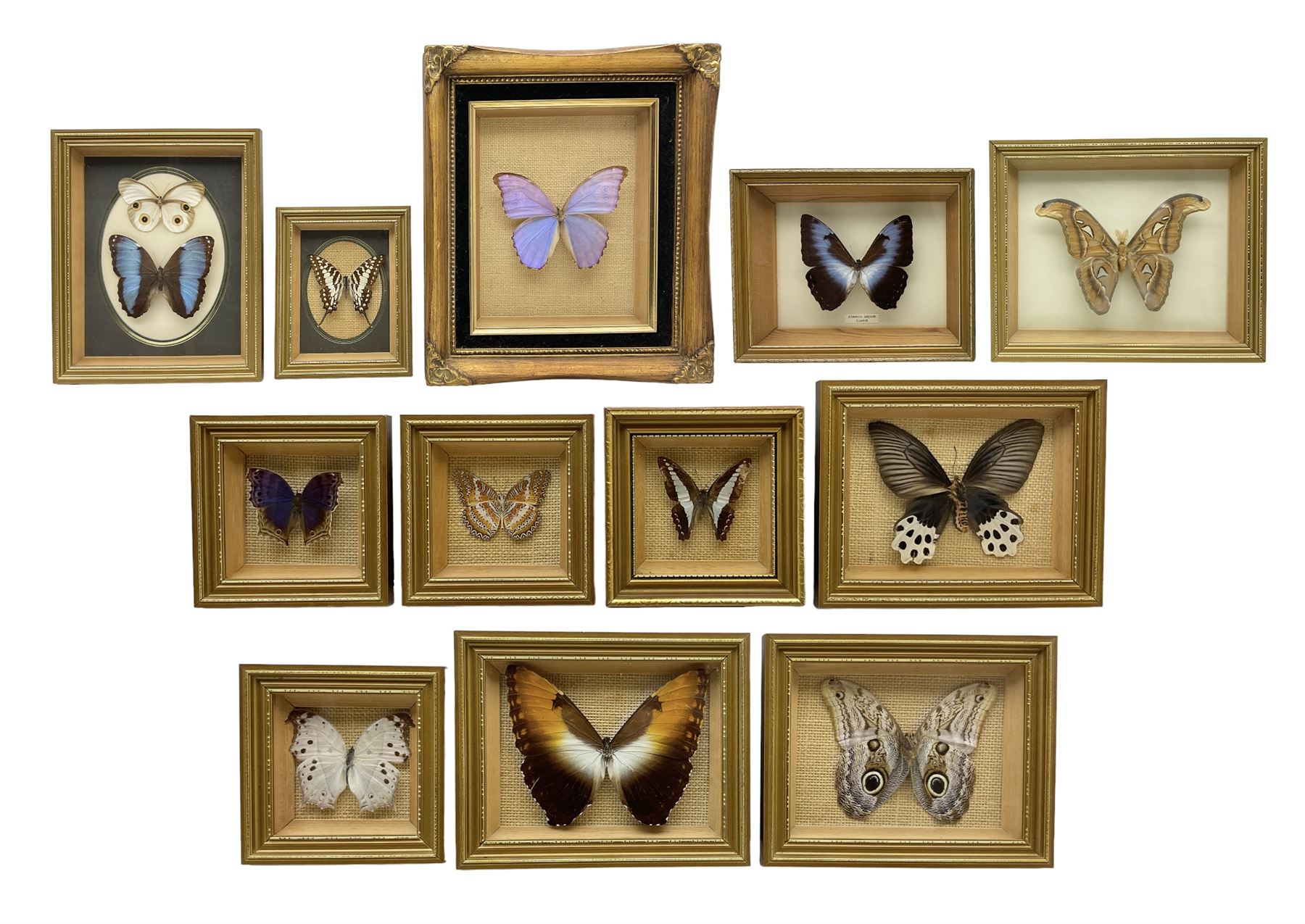 Entomology: Twelve framed displays contain thirteen specimens of tropical moths and butterflies, each mounted within gilt wall hanging picture frames of various sizes, specimens including Morpho Godarti, Caligo idomeneus, Cisseis morpho, Cathosia biblis etc, largest L35cm W30cm 