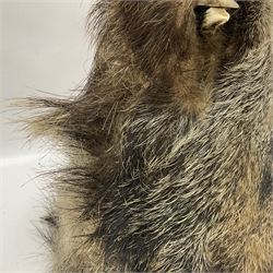 Taxidermy: European Wild Boar (Sus scrofa), adult male shoulder mount looking straight ahead
