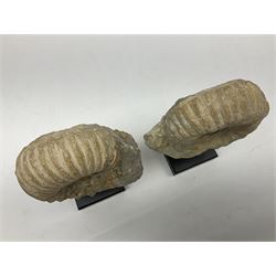 Pair of ammonite fossils, each individually mounted upon a rectangular wooden base, age; Cretaceous period, location; Morocco, H19cm
