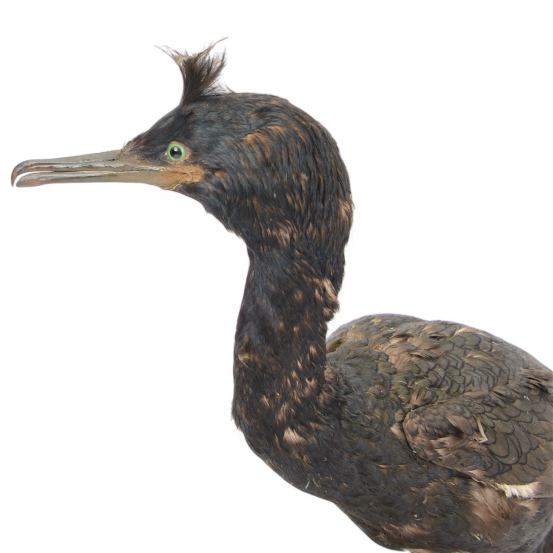 Taxidermy:  Red-Breasted Merganser (Mergus serrator) full adult mount on open display and Cormorant (Phalacrocorax carbo) full adult mount on open display, cormorant H44cm 
