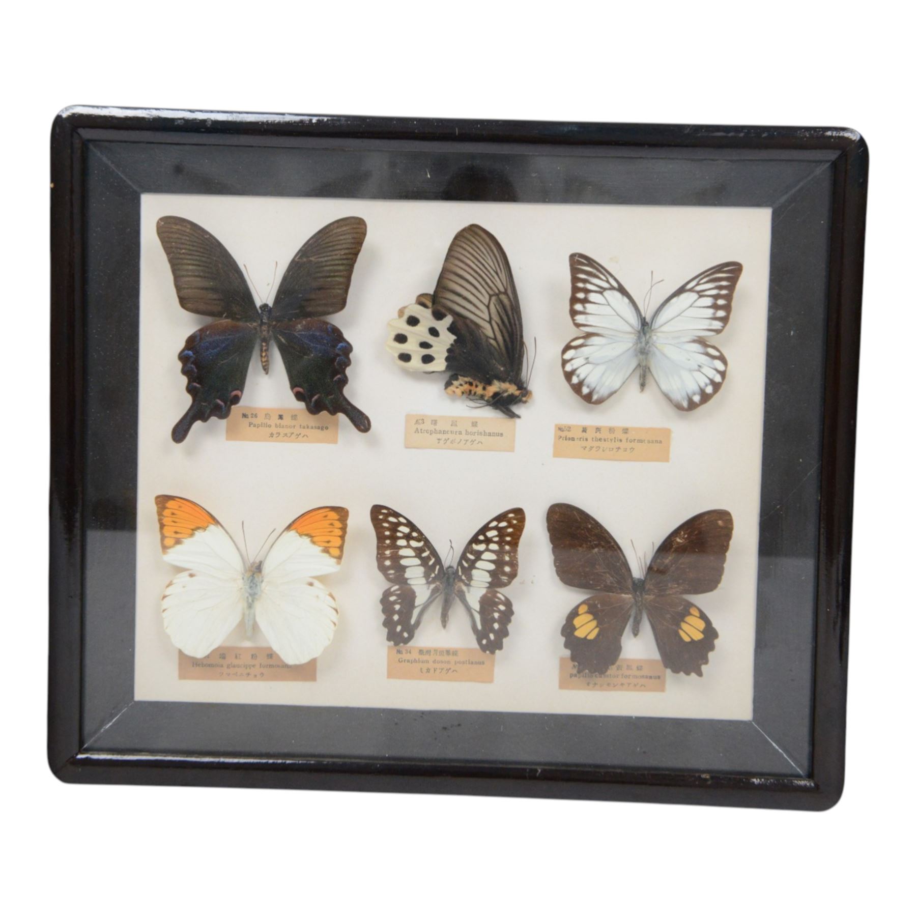 Entomology; group of framed butterfly and moth specimens, including Attocas Atlas, Papilio takasago, Atropaneura horishanus, Euploea muciber etc, in three frames 