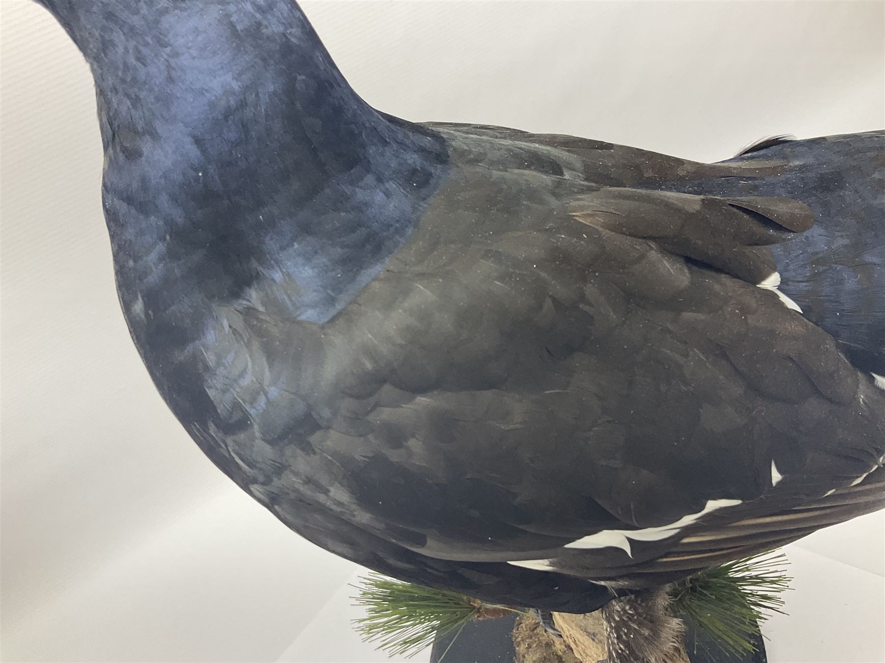 Taxidermy: Black Grouse (Lyrurus tetrix), full mount adult cockbird, open display perched upon a branch, H48cm