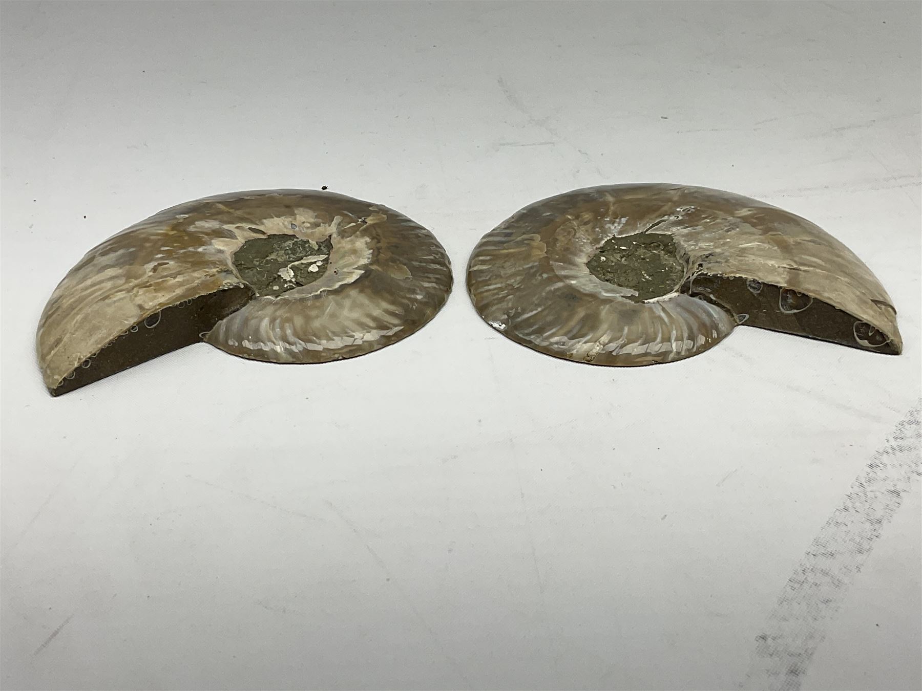 Paleontology: fossilized African Cleoniceras ammonite, the fossil specimen halved and polished, the interiors with crystal formation within chambers, Middle Cretaceous period, c 100 million years old, Madagascar, L8.5cm