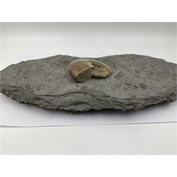 Cleoniceras opalised ammonite upon a slate display matrix, with metal stand, age; Cretaceous period, location; Madagascar, matrix H16cm, L32cm