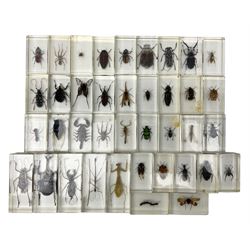 Entomology; collection of thirty nine insect specimens, each in an acrylic block, to include rhinoceros beetle, Ischiopsopha beetle, Praying mantis, scorpions etc 