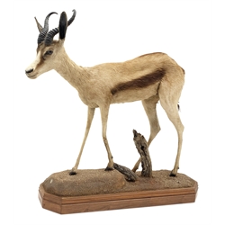 Taxidermy: South African Golden Springbok, full mount in walking pose, mounted upon soil covered ground, raised on hardwood mount, L100cm